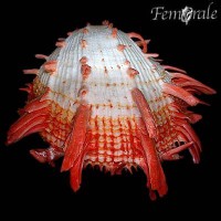 /album/galeria-de-fotos-bivalvia/bivalvia-2-jpg/